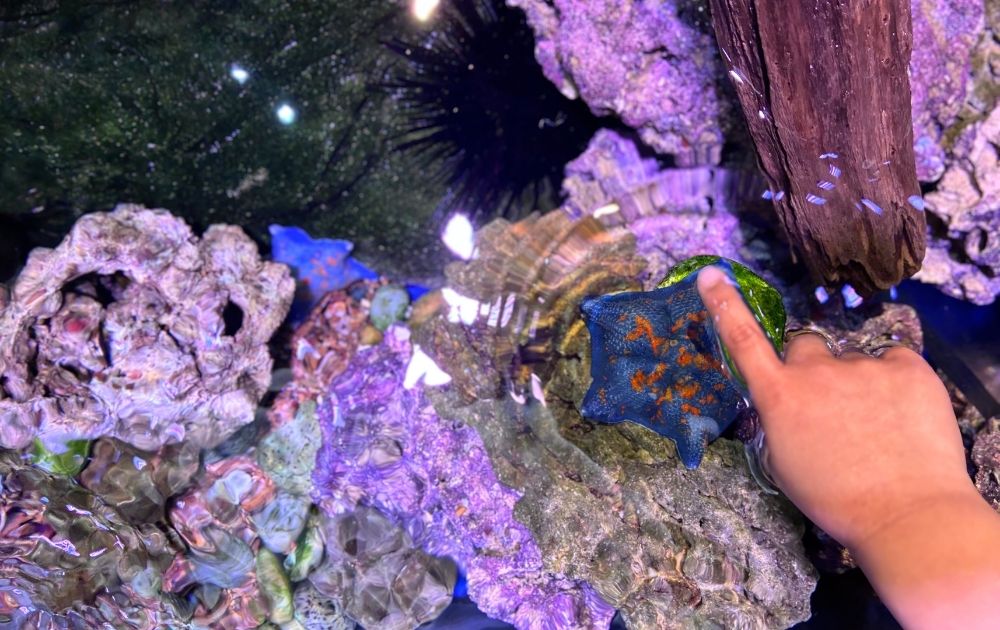 シーライフ名古屋の見どころ・フォトスポット