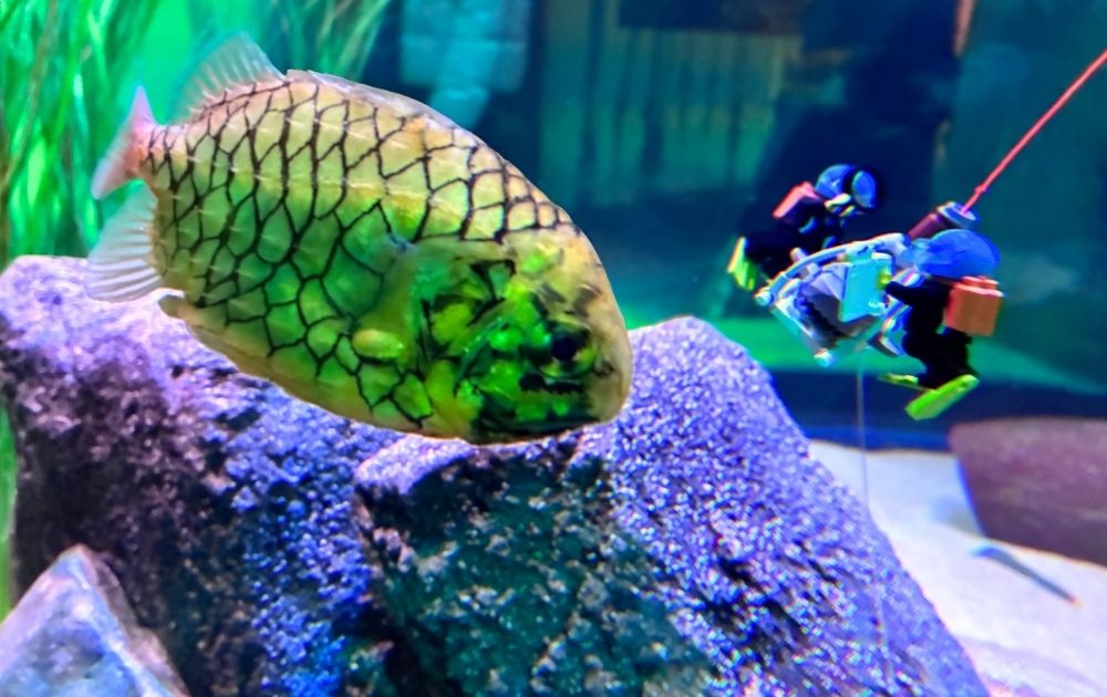 シーライフ名古屋の見どころ・フォトスポット