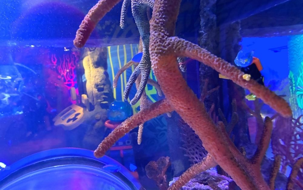 シーライフ名古屋の見どころ・フォトスポット