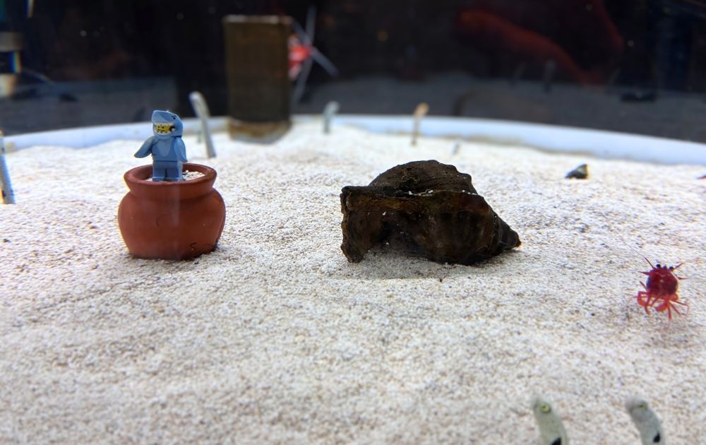 シーライフ名古屋の見どころ・フォトスポット