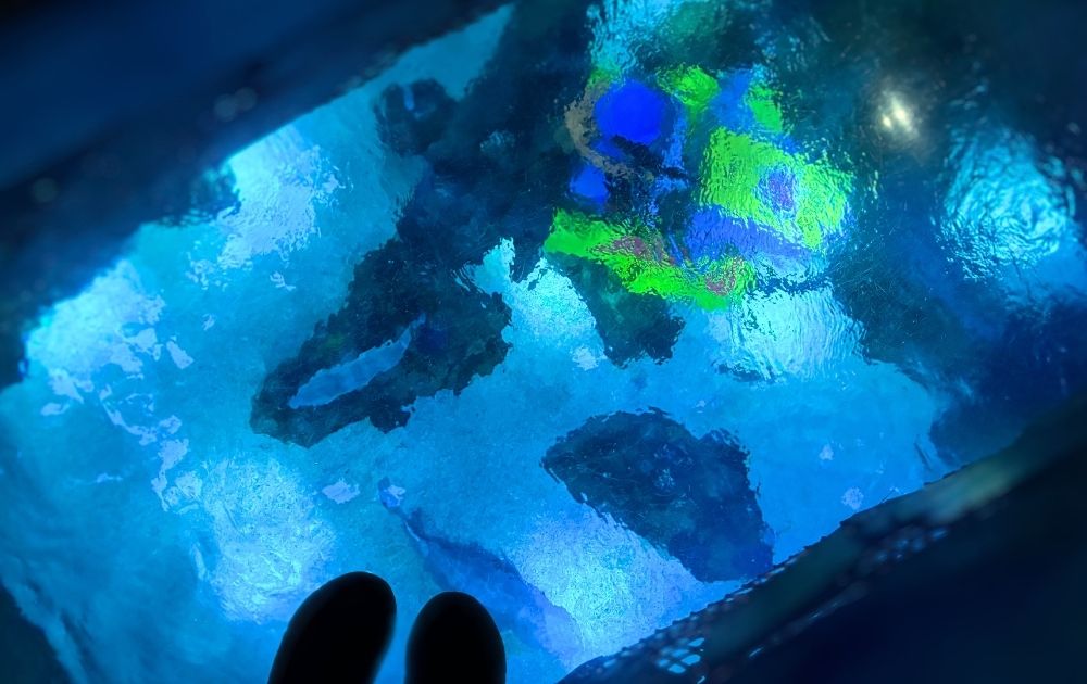 シーライフ名古屋の見どころ・フォトスポット