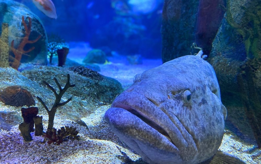 シーライフ名古屋の見どころ・フォトスポット