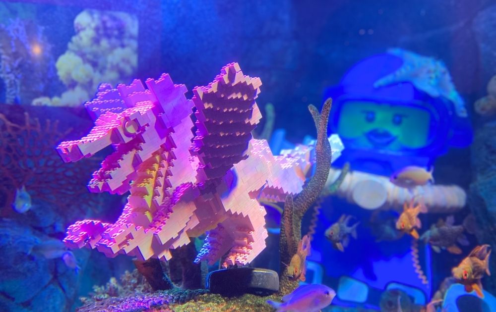 シーライフ名古屋の見どころ・フォトスポット