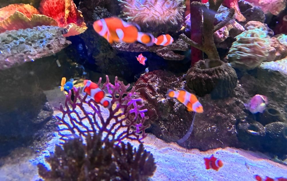 シーライフ名古屋の見どころ・フォトスポット