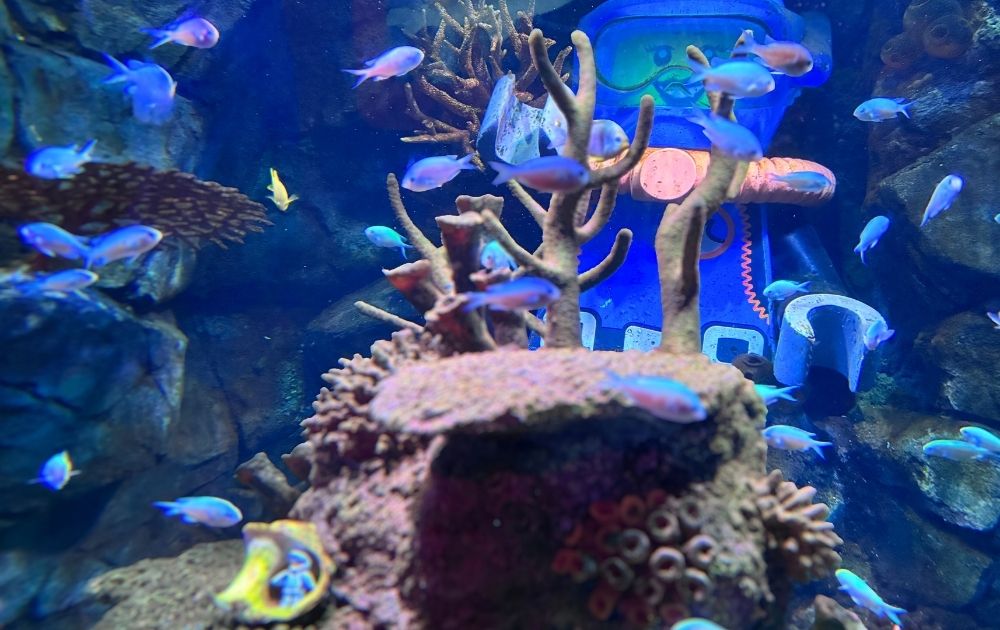 シーライフ名古屋の見どころ・フォトスポット